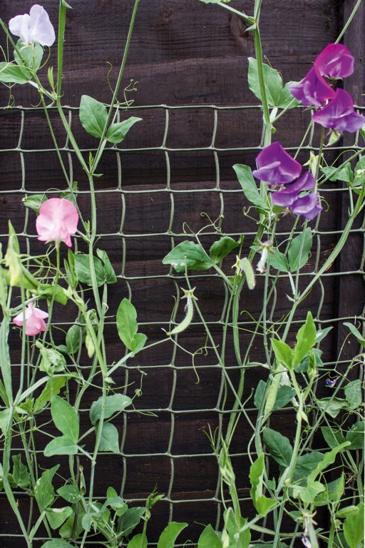 Climbing Plant Support Green