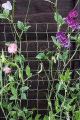 Climbing Plant Support Green