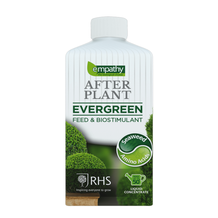 After Plant Evergreens