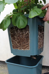 Potato Pot