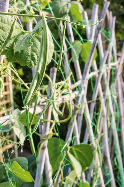 Pea & Bean Net