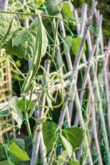 Pea & Bean Net