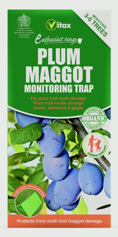 Plum Maggot Trap