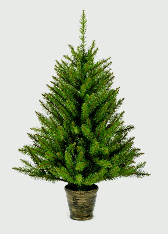 California Spruce In Pot