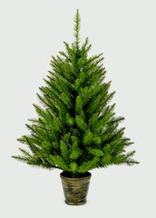 California Spruce In Pot