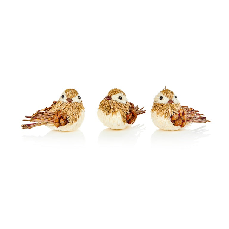 Brown Bristle Bird