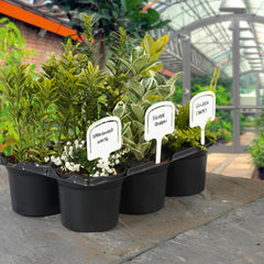 T Labels 5"