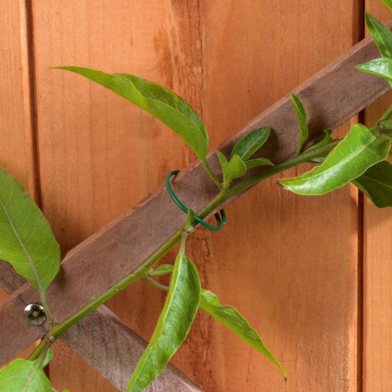 Coated Plant Rings