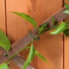 Coated Plant Rings